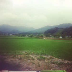 Rice, rice and more rice!