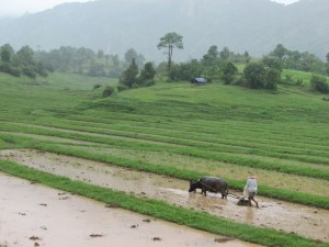 Trying not to fall into the rows of rice paddies was a challenge. 