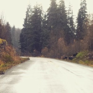 The moose/ cyclist duel issued for a pulsating 30 minutes after this. The suspense was unreal...or maybe the boredom, yep definitely the boredom