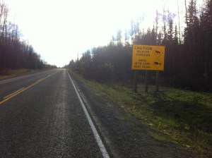 Wildlife lines this highway down its entire length.
