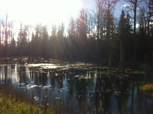 This road is just a constant conveyor belt of natural beauty.